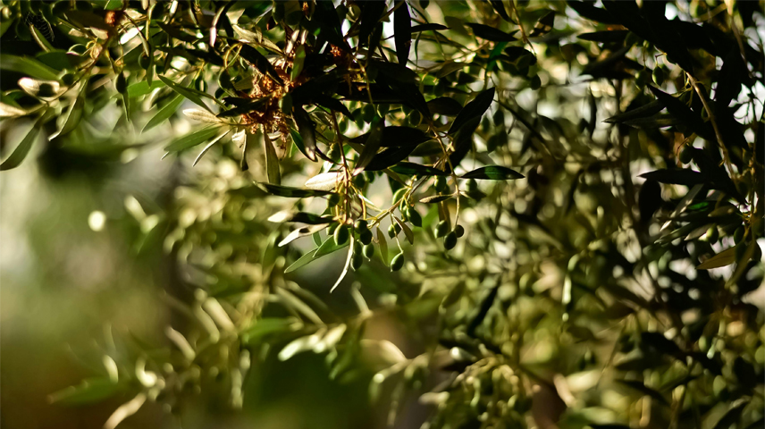 Así podemos aprovechar los huesos de aceituna para producir biocombustibles