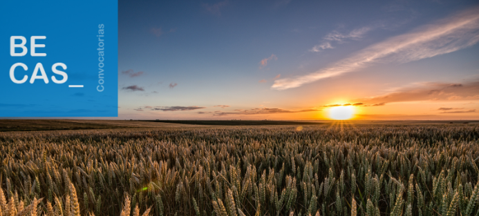 Becas de Formación Práctica en el FEGA 