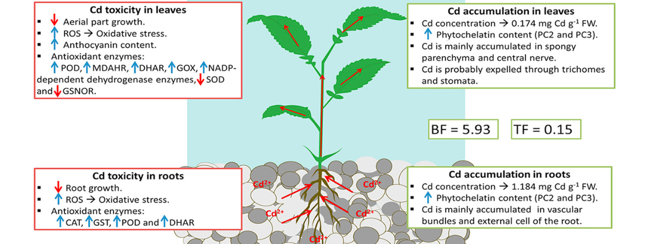Biscutella auriculata: una nueva especie