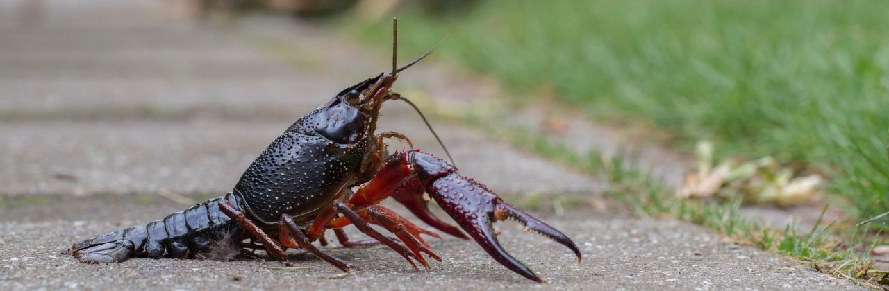 El cangrejo rojo americano, bioindicador