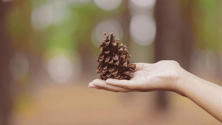 CoLab sobre servicios ecosistémicos en C